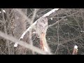 Barred Owl - Pt 2