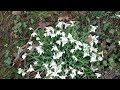 Winter Aconites and Snowdrops