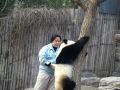 Panda eating grapefruit in beijing