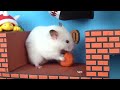 🐹 Hamster escapes the Super Mario maze in real life