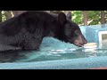 Bear in a Hot Tub
