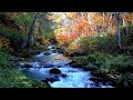Beautiful Birds Singing in the Mountains, Gentle Water Stream Sounds, Soothing Forest Sounds