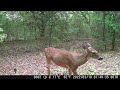 05-25-24 Trailcam Ross Prairie Deer Coyote Raccoon Armadillo Tinkerbell?