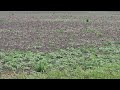 Wild Butterfly bush , and 80 acres that didn't get planted.