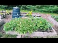 FULL Garden Tour  -  Food Forest | Raised Beds | In-Ground Garden