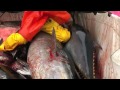 Bluefin Tuna Slaughter in Sardinia