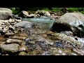 Stream flowing in tropical forest mountains with birds chirping and insects