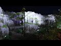 The World's Most Beautiful Wisteria Garden【Ashikaga Flower Park 2021】 | 4K