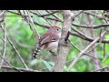 CANTOS DE AVES CAATINGA | Passarinhando no sítio | AVES CANTANDO