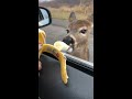 Deer Walks Up to Car Window To Eat Banana! #Animals #Shorts