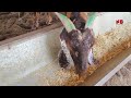 Imran Nagaur ke Heavyweight Bakro ka Raaz | India's Biggest Self Feeding Khassi Goats