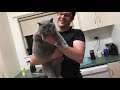 Basil the British Shorthair Cat Review after 3 years