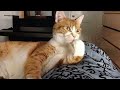 The Best Dramatic Cat Videos of All Time 😂 Funny Cat Videos of 2024 😹