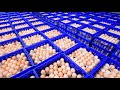 Why the egg industry shreds newborn baby chicks