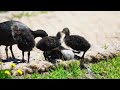 수련꽃밭 위의 물닭 가족  A family of coots on a water lily flower field