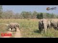 Herd of Elephant | Jungle Safari | Corbett National Park, India