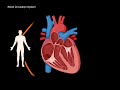 Anatomy of the Heart - External & Internal Structures