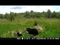 TrailCam 05/28/23-06/03/23