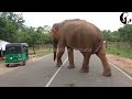 People have forgotten that it is a wild elephant. viral#