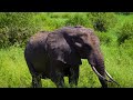 4K African Wildlife: Amboseli National Park - Scenic Wildlife Film With Real Sounds