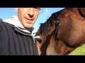 how do horses show their affection?