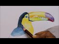 Toucan Bird Drawing in Color Pencils | How to Draw a Toucan Bird | Bird Drawing