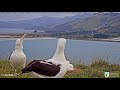 Dancing Royal Albatrosses Take over the #RoyalCam! | New Zealand Dept. of Conservation | Cornell Lab