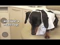 Ep 12: Oakley Goes to the DENTIST! - Cute Dachshund Video