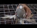Выставка голубей Ташкент 2016 часть 2