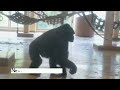 Silverback Gorilla Wants To Stay With His Daughter | The Shabani's Group