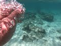 Trumpet fish hanging out