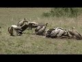 vultures eating a pregnant zebra @ Maasai Mara