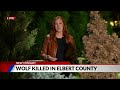 2 wolf deaths under investigation in Colorado