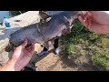 Fast Flowing UNDERGROUND Tunnel has BIG FISH!!! (CRAZY Roadside Fishing)