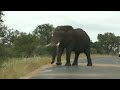 African elephant  attacks car and run