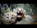Cameras Reveal the Secret Lives of a Mountain Lion Family | Short Film Showcase