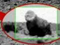 Gorilla Found on Mars??? The Answer to What it really is!!!!