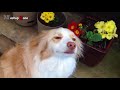 Funny Guilty Dog Videos Compilation 2016 [BEST OF]