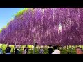 [Wisteria at Ashikaga Flower Park] Impressive Wisteria Festival in Full Bloom 2024