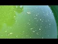 Tadpoles In Swimming Pool May 26, 2024