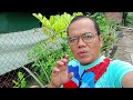 DI KEBUN SEKELILING HALAMAN RUMAH VLOG BERSAMA @lanselamanya8077