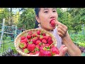 Strawberries produce all summer long, harvest strawberry yummy