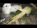 Cockatiel Enjoys a Healthy Treat! 😋🦜 | My Pets My Garden