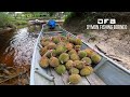 Trip Ke Rumah Panjang Dayak Iban Balau Kampung Langgir Lingga, Sri Aman. Di Kaki Gunung Lesung.