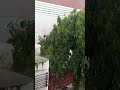 raining with sound(real life)