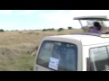 lions mating @ Maasai Mara 1