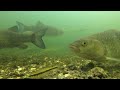 Chub feeding on the Hampshire Avon