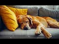 1 HOURS of Dog Calming Music For Dogs🎵💖Separation Anxiety Relief Music🐶🎵dog relaxation🎵