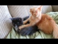Kitten masseuse
