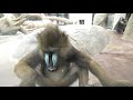 Mysterious primate mandrill. Nonhoi Park Toyohashi General Animal and Plant Park